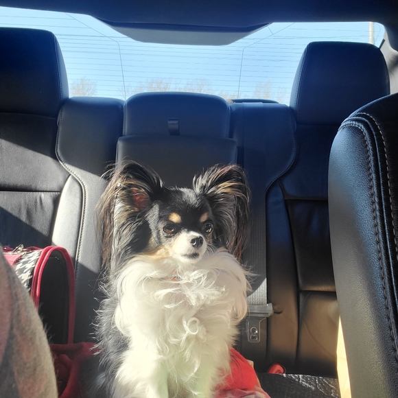 Meet your Posher, Bianca - Picture 4 of 4